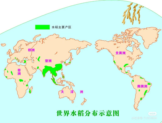 Global Rice Production and Distribution: A Key Staple Crop Facing Modern Challenges